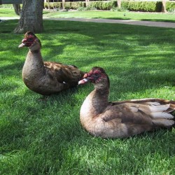 muscovy_stephanie