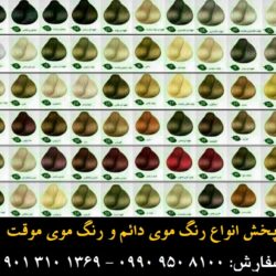 مو گلدن رین (۱۲۶) (Custom)